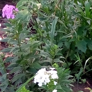 Флоксы.