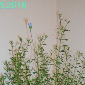 Plumbago lancelot?