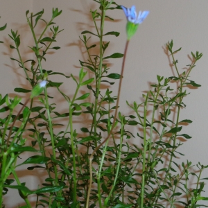 Plumbago lancelot?