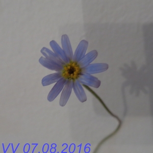 Plumbago lancelot?