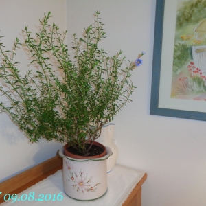 Plumbago lancelot
