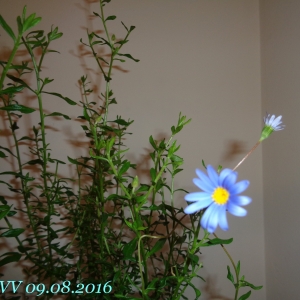 Plumbago lancelot