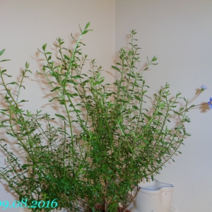 Plumbago lancelot