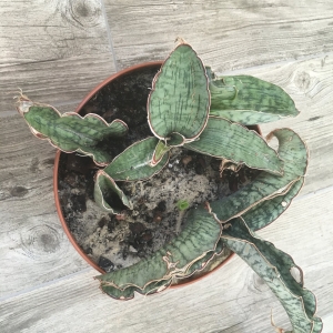 S.Kirkii silver blue