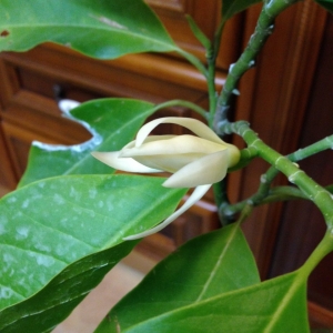 Михелия альба