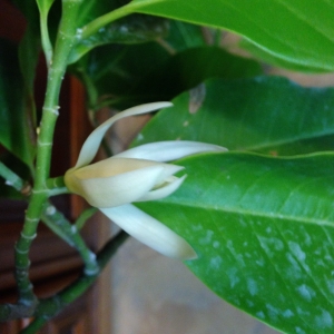 Михелия альба