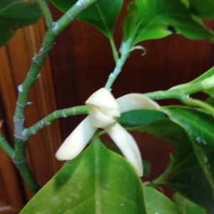 Михелия альба