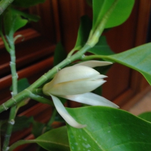 Михелия альба