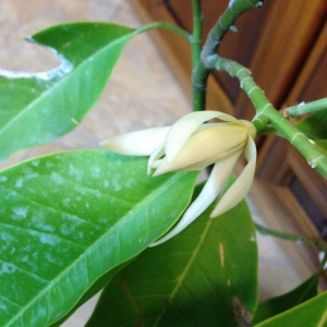 Михелия альба