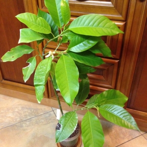 Михелия альба