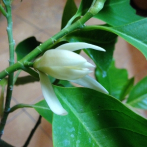 Михелия альба