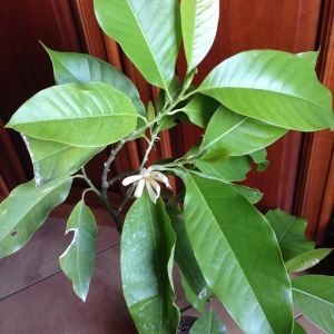 Михелия альба (Michelia alba)