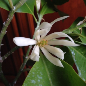 Михелия альба (Michelia alba)