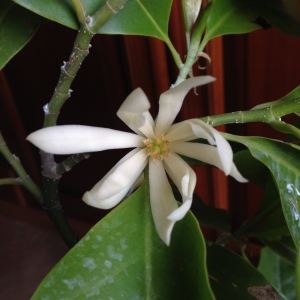 Михелия альба (Michelia alba)