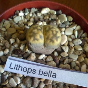 Lithops Bella