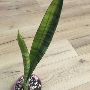 Parva variegated