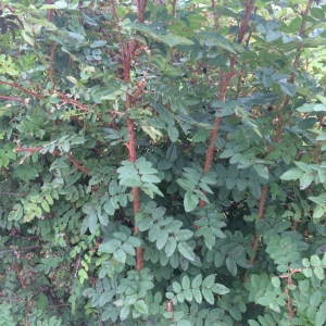 Для живой изгороди