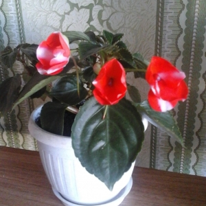 Бальзаминчик(Огонек)