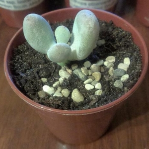 Pachyphytum oviferum