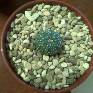 Astrophytum asterias