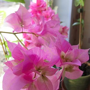 Бугенвиллия Pagoda pink
