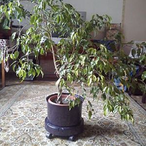 Фикус бенджамина.