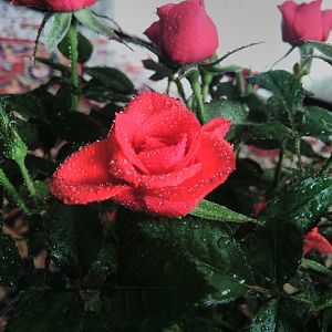 Моя розочка