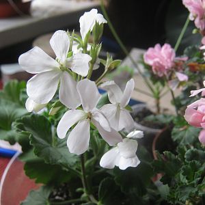 Grosser Gart White