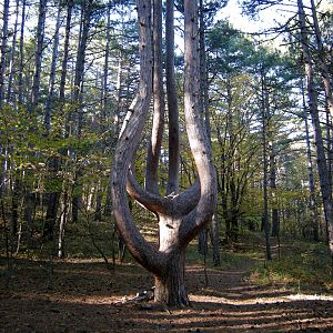 Крымская сосна "Лира"