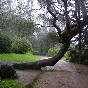Страж в парке Воронцова. Алупка