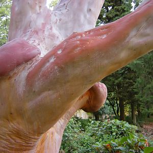 Земляничник мелкоплодный, с изюминкой.