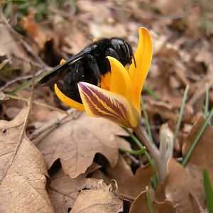 Пчела-плотник на крокусе Сузианском. Крым, Мисхор.
