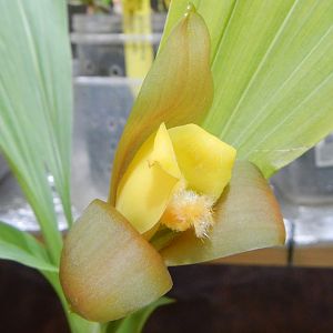 Lycaste lasioglossa.