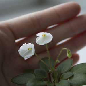 Chantaspring