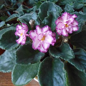 Фиалка Ян Менуэт