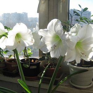 Arctic White