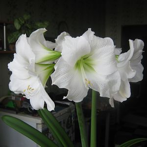Arctic White