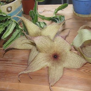 Stapelia gigantea