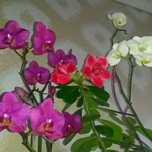 Орхидеи и адениум