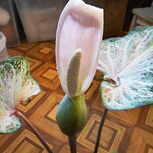 цветок каладиума