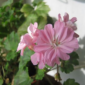 Odensjo Stilla Pong