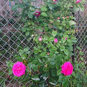 Роза плетистая