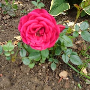 Роза миниатюрная