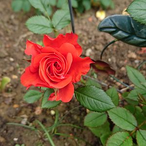 Роза миниатюрная