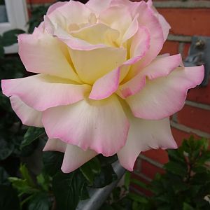 Роза глори дэй