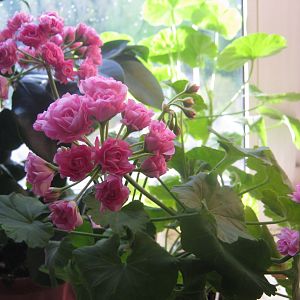 Swanland Pink