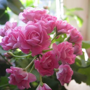 Swanland Pink
