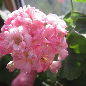 пеларгония