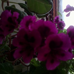 Пеларгония