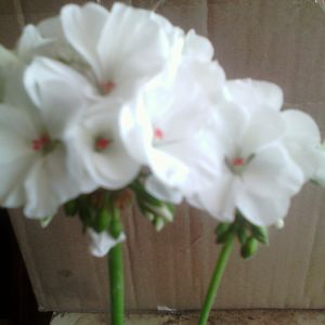 Пеларгония